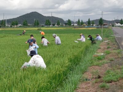 2024年度さんやほうサポータークラブ活動記録第3回～ヒエ切り編～